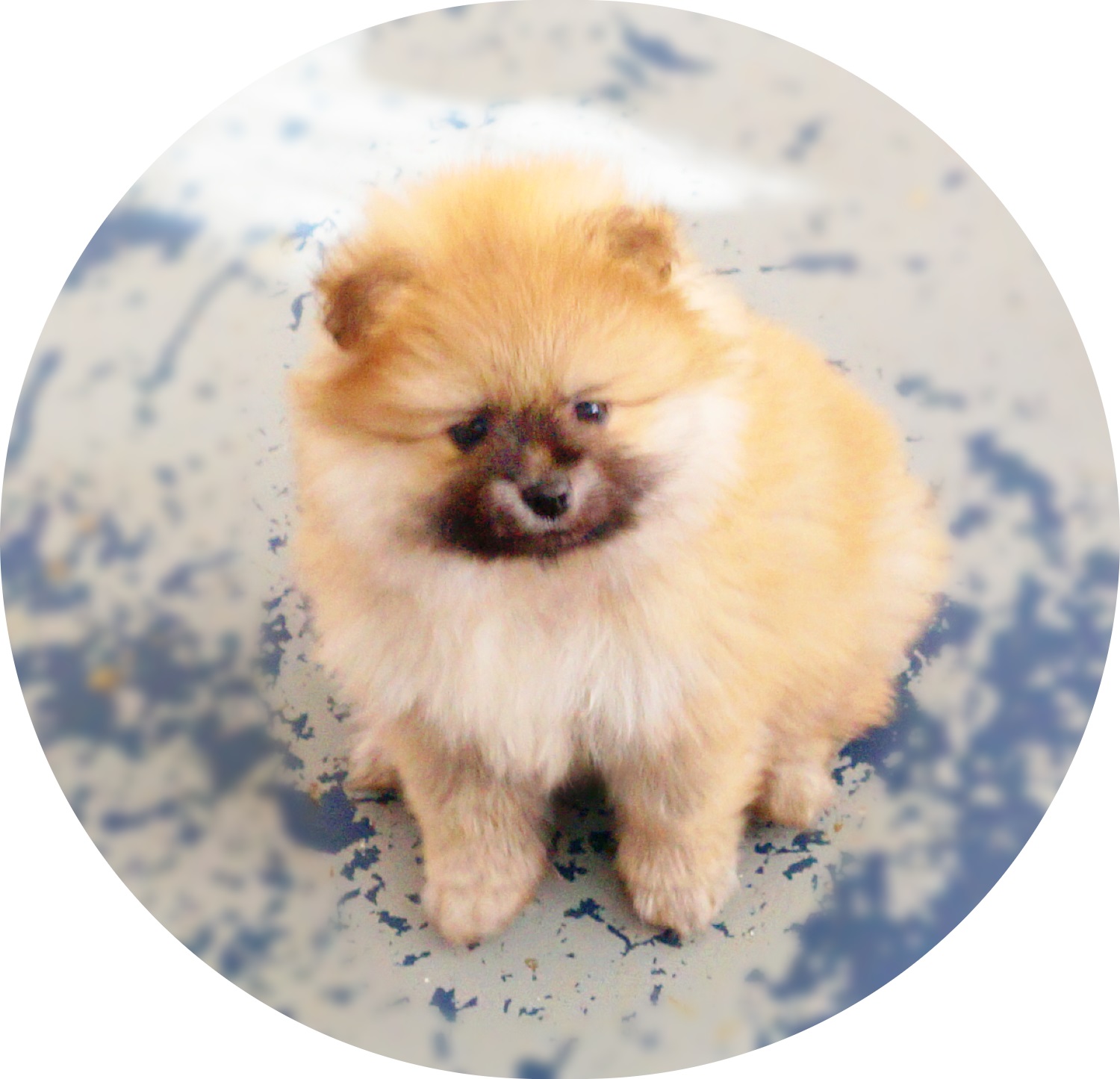 JACK.  Orange Sable CKC Registered Pomeranian. Male